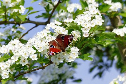 CB-2_Frühling