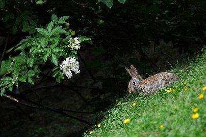 CB-2_Frühling