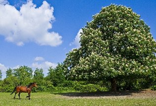 CB-2_Frühling