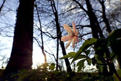 CB-2_Frühling