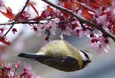 CB-2_Frühling