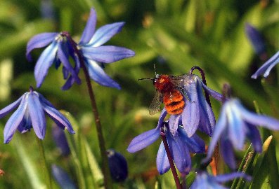 CB-2_Frühling