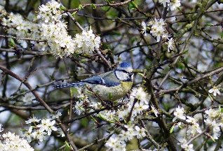 CB-2_Frühling