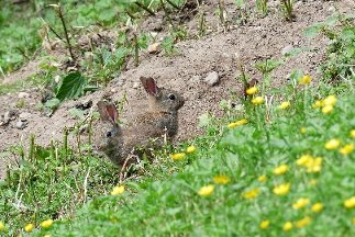 CB-2_Frühling