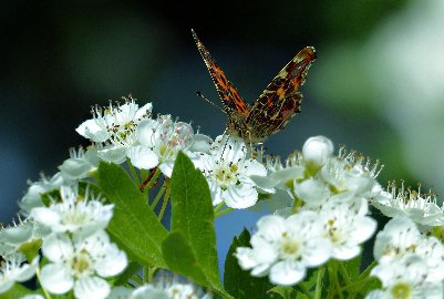 CB-2_Frühling